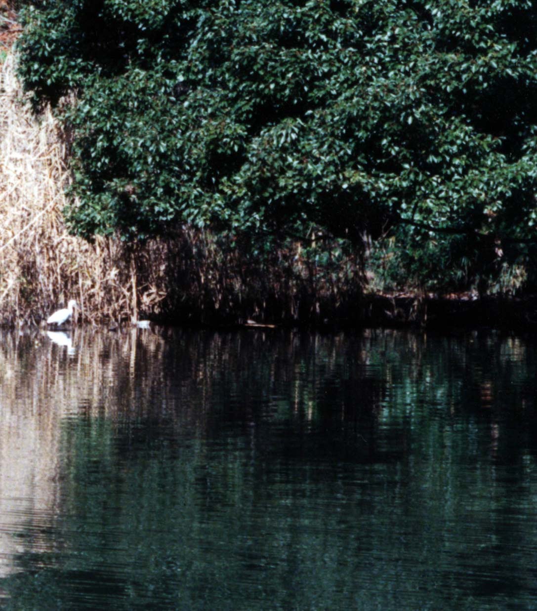 bird_water
