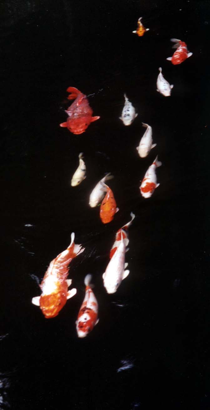 fish