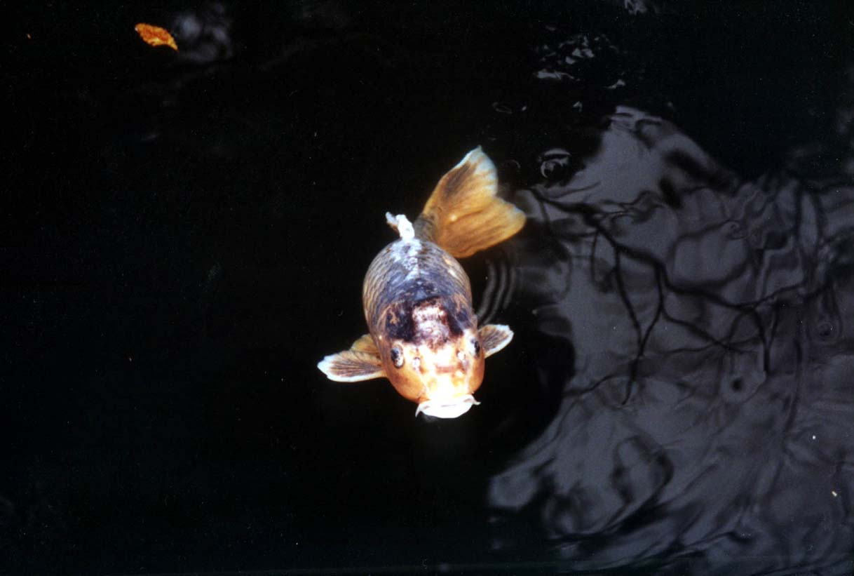fish_alone
