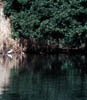 bird_water