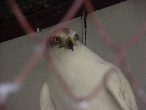 bird1