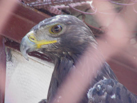 bird2