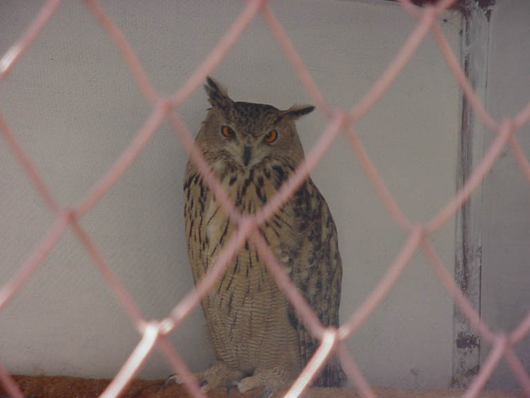 bird3