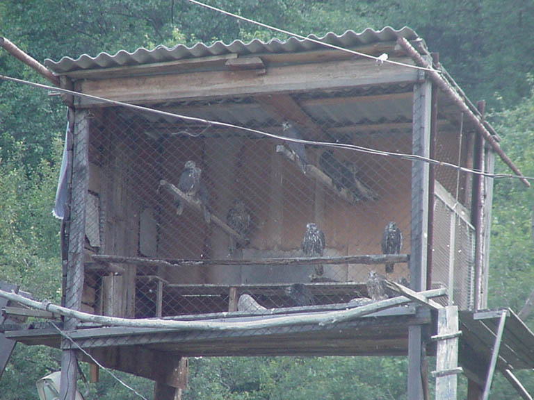bird4cage