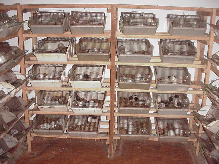 bird5rats
