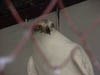 bird1