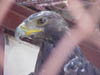 bird2