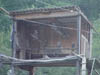 bird4cage