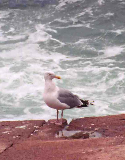 barharbor017