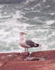 barharbor017