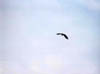barharbor045