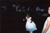 weddingdisposable076
